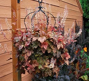‘Redstone Falls’ FALLS™ Series Heucherella