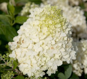 Moon Dance™ Hydrangea