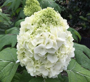 Tara™ Hydrangea