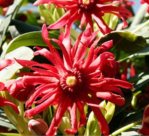Miss Scarlett® Illicium