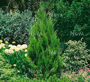 ‘Spartan’ Juniper