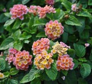 Peach Glow Little Lucky™ Lantana