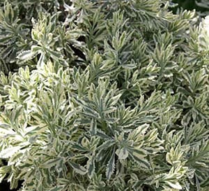 ‘Meerlo’ Lavender