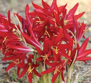Oxblood Lily