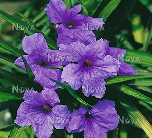Mayan™ Mexican Petunia