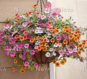 ColorBlast Series Purslane