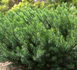 Yewtopia® Plum Yew