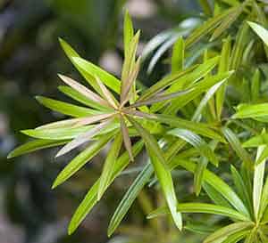 Mood Ring™ Podocarpus