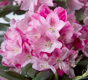 Southgate® Splendor™ Rhododendron