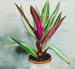 Variegated Rhoeo