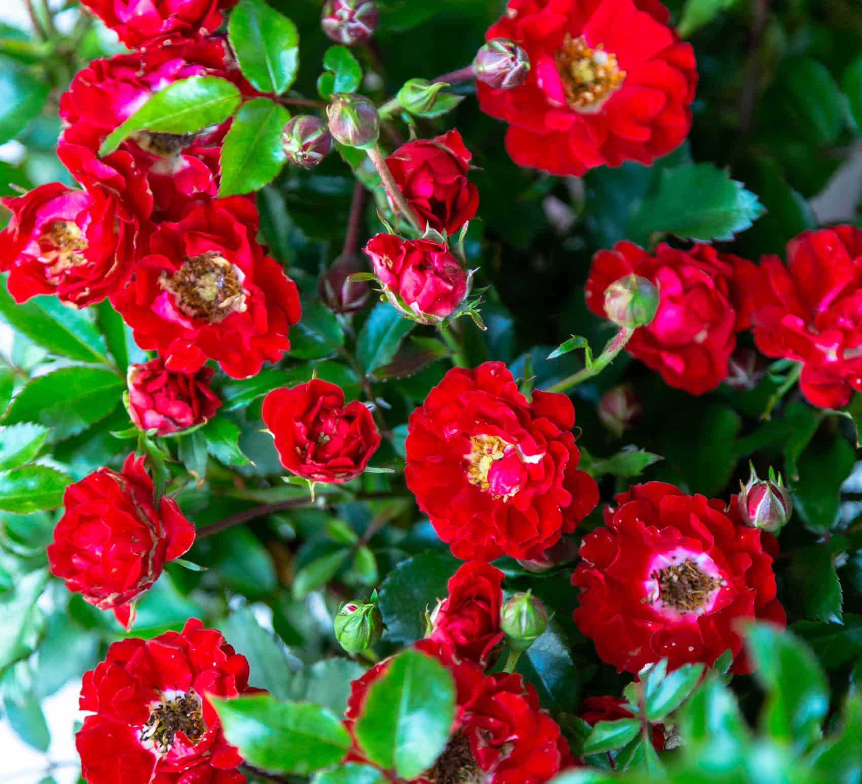 It’s a Breeze™ Groundcover Rose