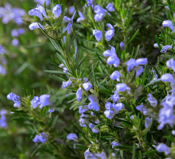 Rosemary plant varieties Idea