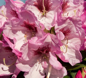 Southgate® Elegance™ Rhododendron