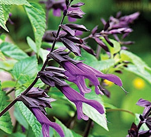 ‘Amistad’ Salvia