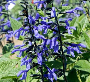 ‘Black and Bloom’ Salvia