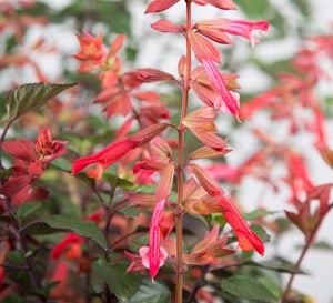 ‘Ember’s Wish’ Salvia