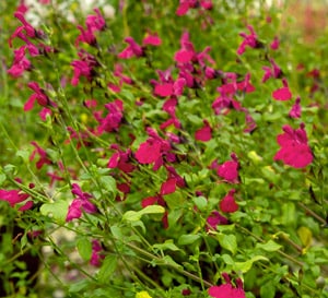 ‘Killer Cranberry’ Salvia