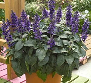 ‘Mystic Spires Blue’ Salvia