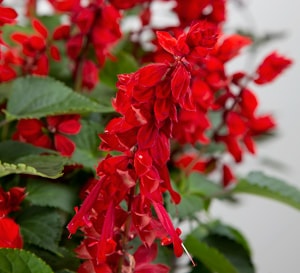 Saucy Red Salvia Southern Living Plants Saucy Red Salvia