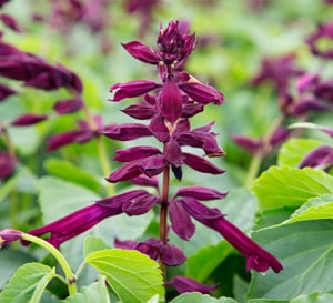 Saucy Wine Salvia Southern Living Plants Saucy Wine Salvia