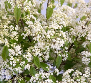 Snow Joey™ Viburnum