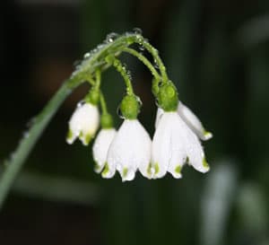 Heirloom Snowflake