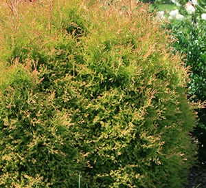 Fire Chief™ Arborvitae