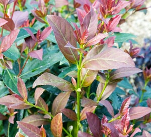 Coppertop™ Sweet Viburnum