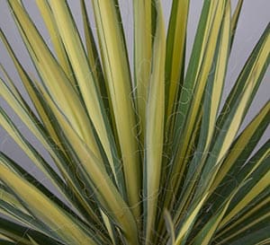 ‘Color Guard’ Yucca