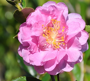 Pink Stella™ Camellia