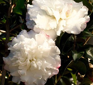 October Magic® Snow™ Camellia