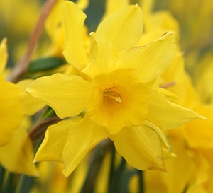 ‘Campernelle’ Narcissus