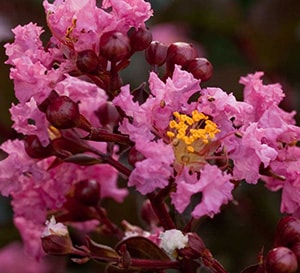 Delta Jazz® Crapemyrtle