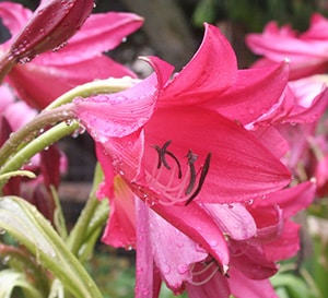 ‘Ellen Bosanquet’ Crinum Lily