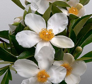 ‘Sweet Tea’ Mountain Gordlinia