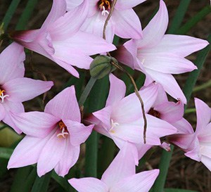 Habranthus Pink Rain Lily