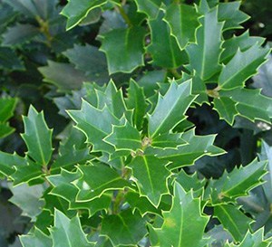 Oakland™ Holly