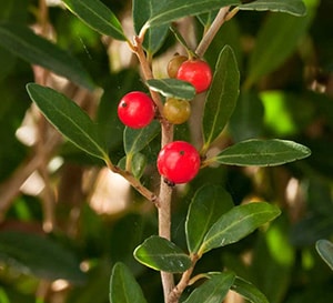 ‘Scarlet’s Peak’ Holly