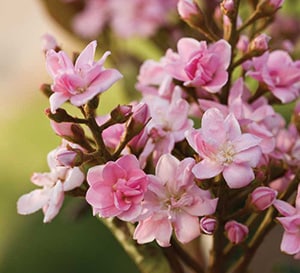 Rosalinda® Indian Hawthorne