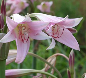 Pink Crinum Lily