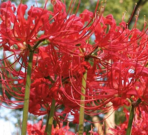 Red Spider Lily