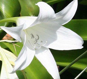 White Crinum Lily