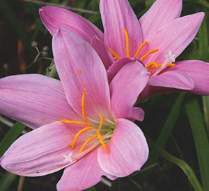 Zephyranthes Pink Rain Lily