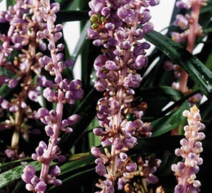 Cleopatra™ Liriope