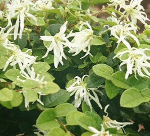 Emerald Snow® Semi-dwarf Loropetalum