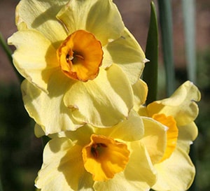‘Golden Dawn’ Narcissus