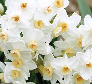 ‘Grand Primo’ Narcissus