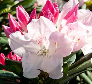 Southgate® Grace™ Rhododendron