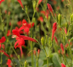 Ragin’ Cajun® Ruellia