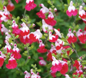‘Little Kiss’ Salvia